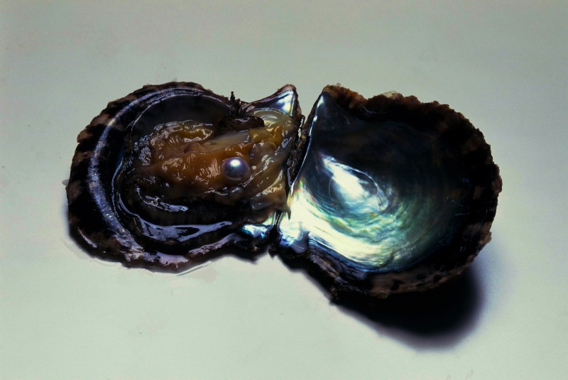 アコヤ貝　真珠層